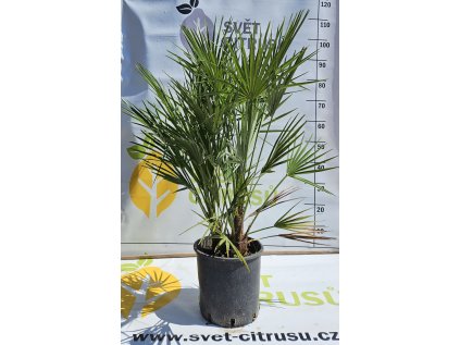 vulacno kvetinac velky