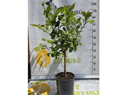 Eureka  Citrus limon 'Eureka'