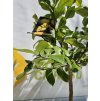 Lunario - Citrus limon Lunario