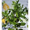 Kaffirová limeta (Citroník ježatý)  Citrus hystrix