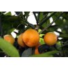 Kalamondin (Calamondin)