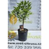 Rangpurská limetka  Citrus Limonia Osbeck Rangpur