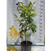 Bergamot