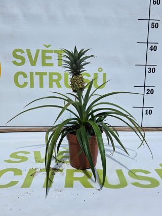 Zbývá ještě posledních pár dnů akce, kdy máme všechny citrusy za 999,- Kč a soutěžíme o 3 slevové poukazy na nákup...