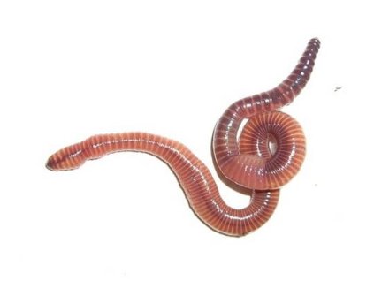 DENDROB