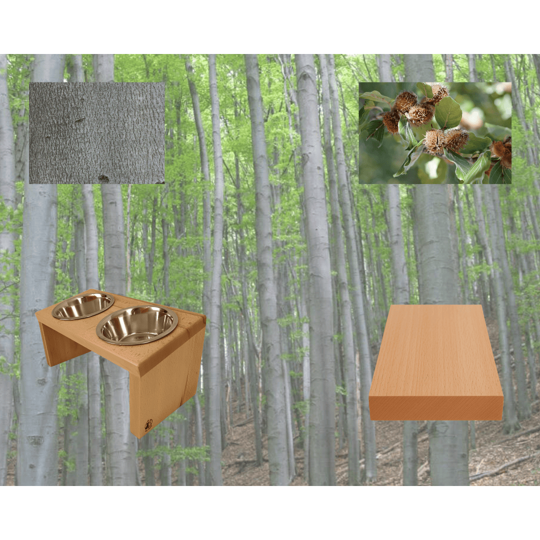 Buk - mezi zemí a nebem