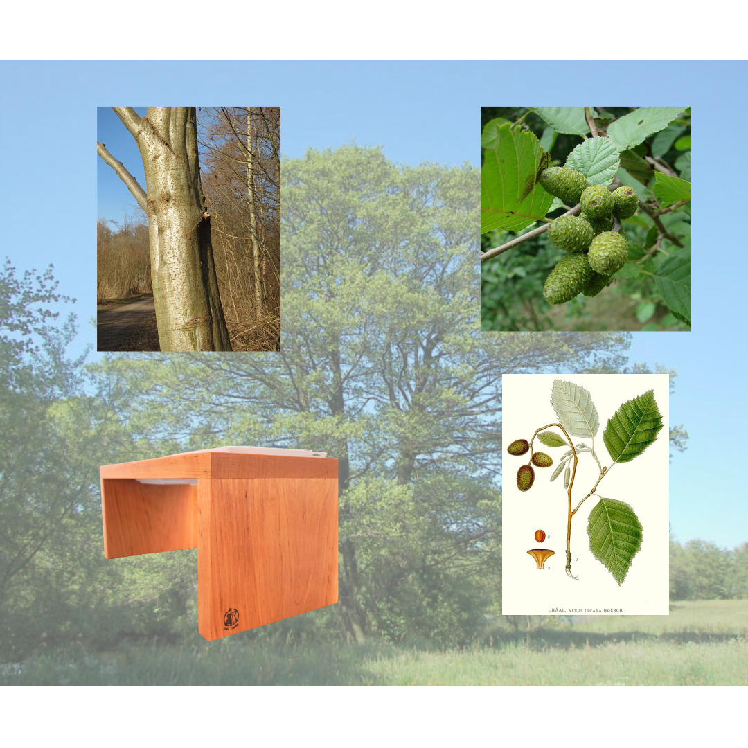 Olše – jemné dřevo s klidnou duší