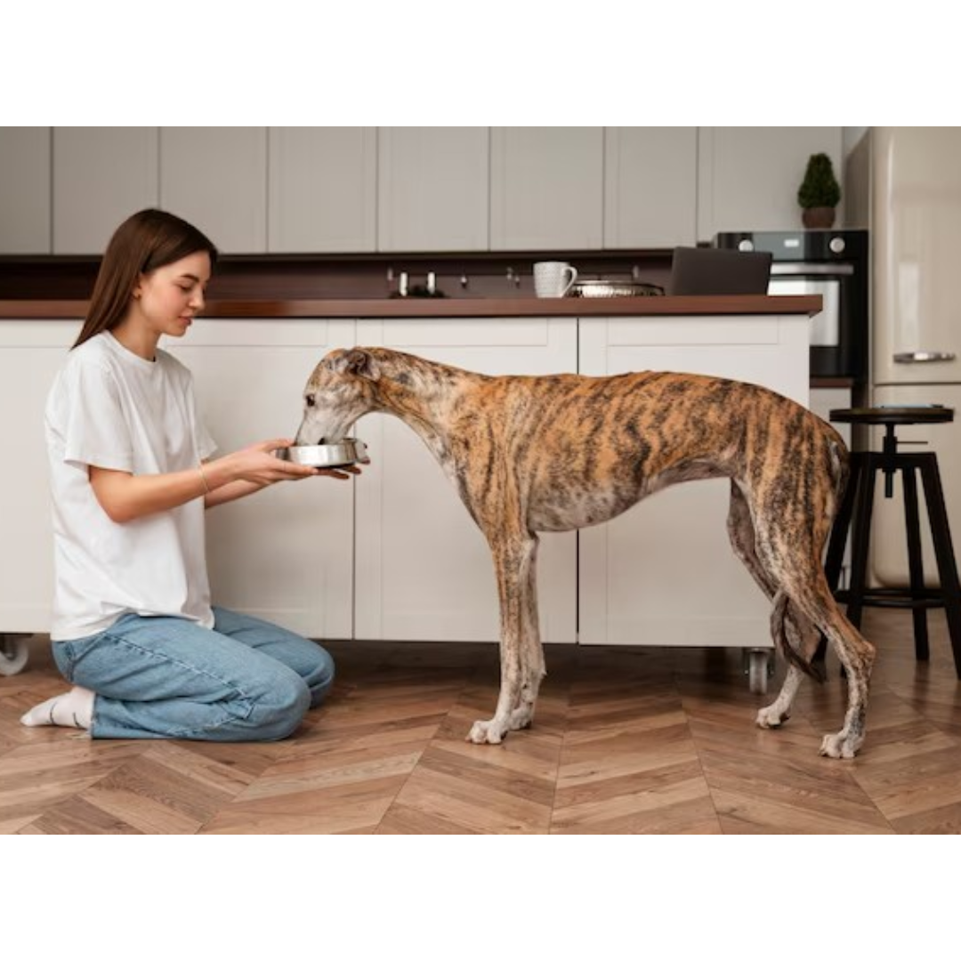 Proč byste měli zvážit stojánek na misky pro svého domácího mazlíčka?