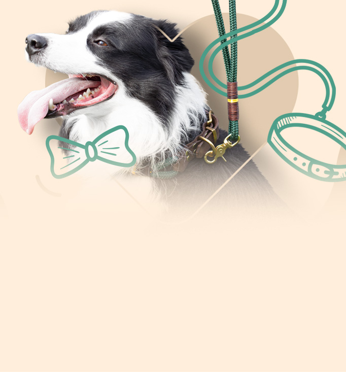 Ručně vyráběné obojky a vodítka