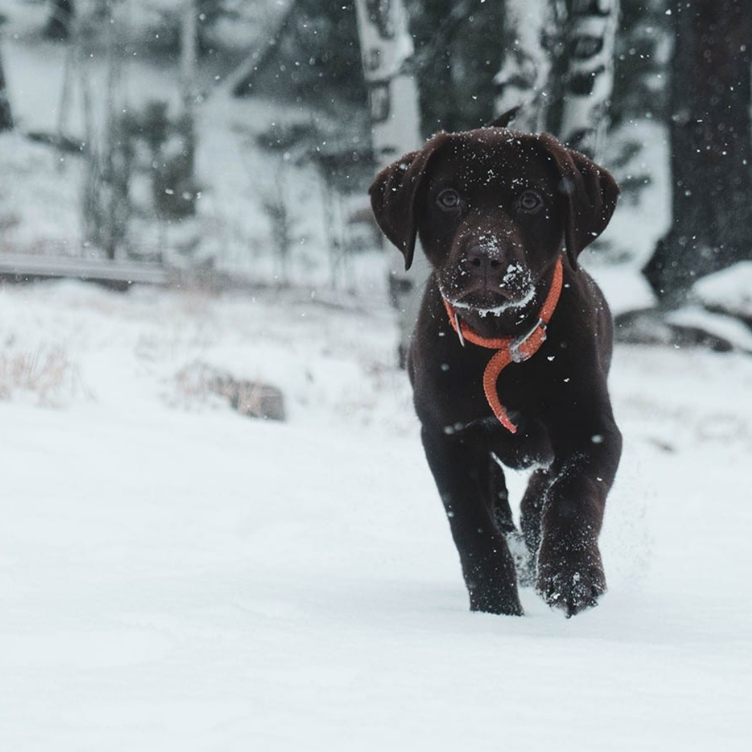 Štěně ve sněhu – symbol čistých přírodních surovin Iso-dog