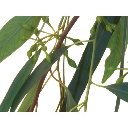Eucalyptus 1
