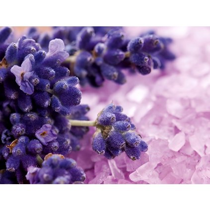 Lavender 1