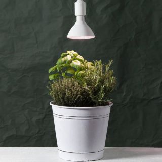 Opäť je tu sezóna, kedy naše špeciálne žiarovky pre podporu rastu rastlín idú na dračku a ostávajú posledné kusy na...