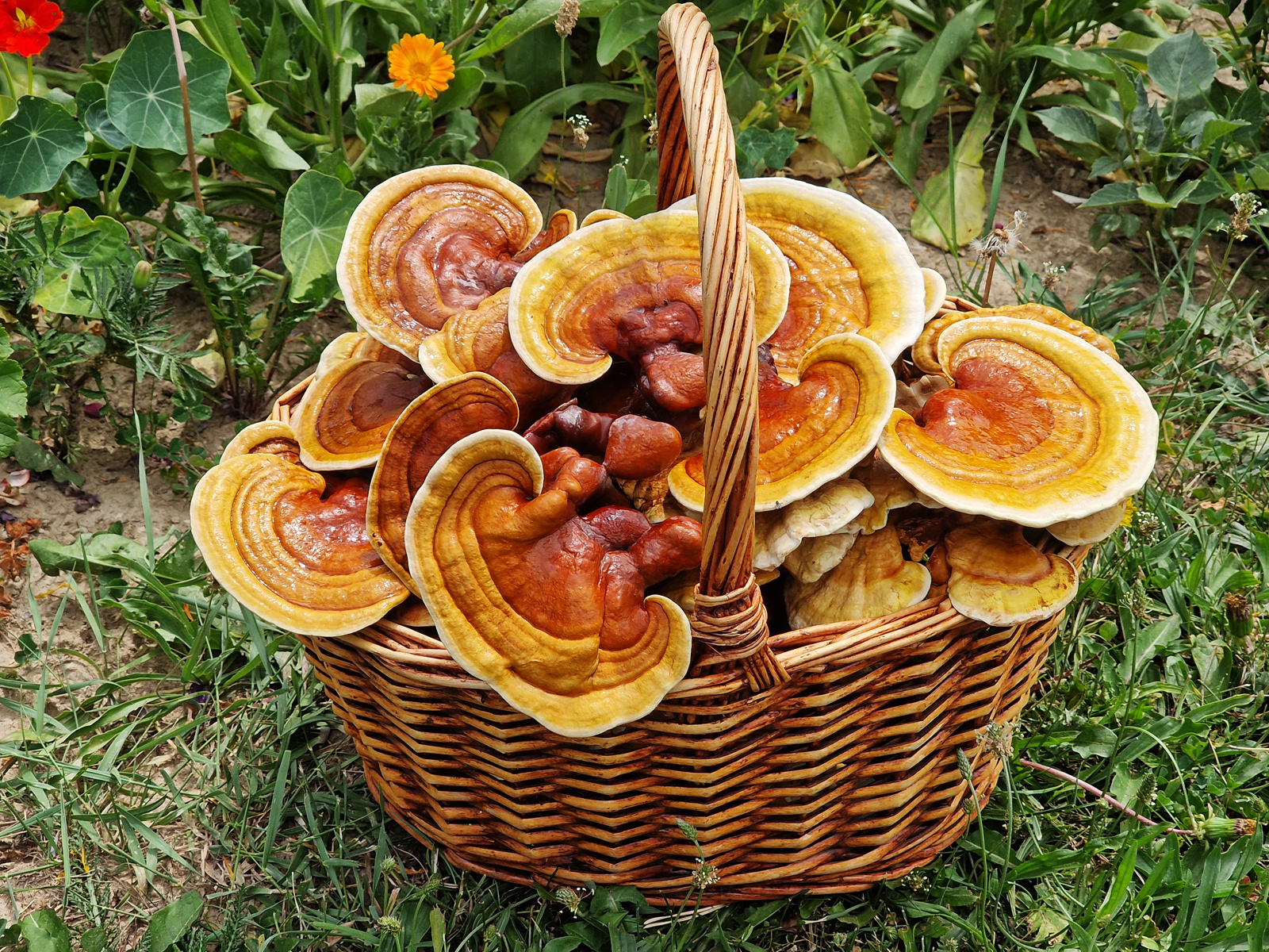 Ako správne pestovať huby - REISHI (Ganoderma Lucidum a Lingzhi)