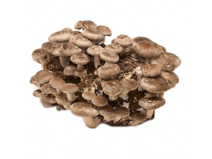 Shiitake