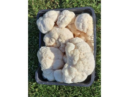 koralove Lions mane