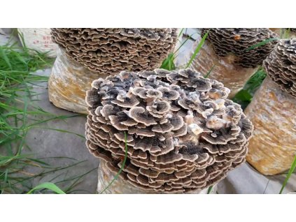 trametes