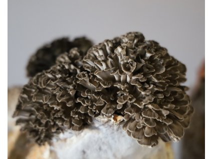 maitake