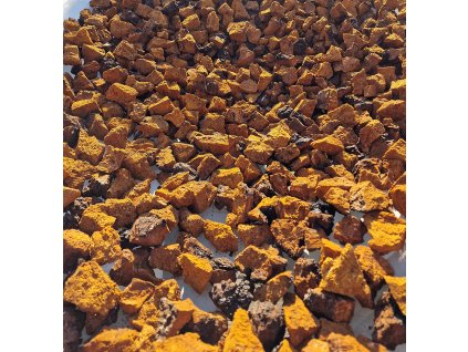 chaga1