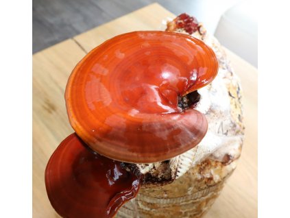 Reishi ( Ganoderma Spp. ) Lesklokôrovka- Hubový Substrát