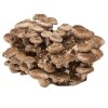 Shiitake