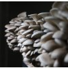 Hliva Ustricová - Tekuté Mycélium