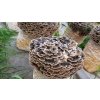 trametes