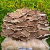 hliva bukova pleurotus pulmonarius detail