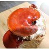 Reishi ( Ganoderma Spp. ) Lesklokôrovka- Hubový Substrát