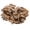 Húževnatec Jedlý - Shiitake - Hubový Substrát