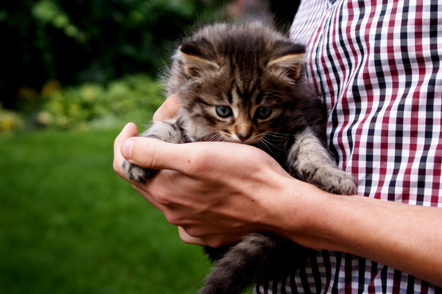 Našel/našla jsem kotě, co dělat?