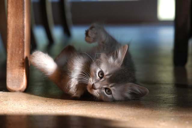 Výbava pro kotě, kočku