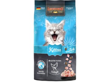 Leonardo kitten 2025