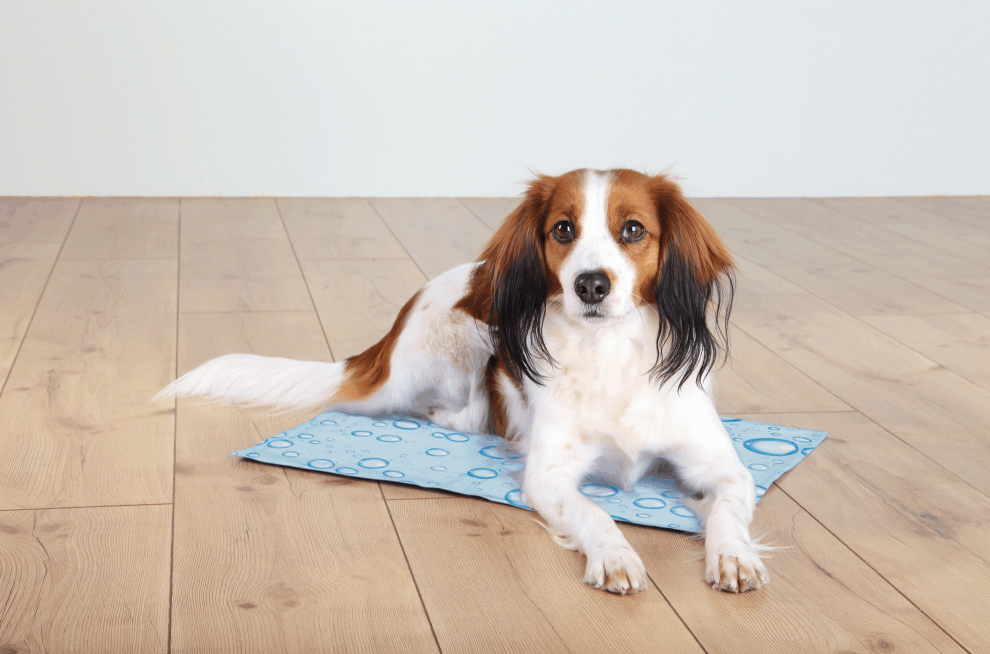 Chladicí podložka Trixie pro zvířata SVĚTLE MODRÁ Velikost chladící podložky pro zvířata: 50 x 40cm