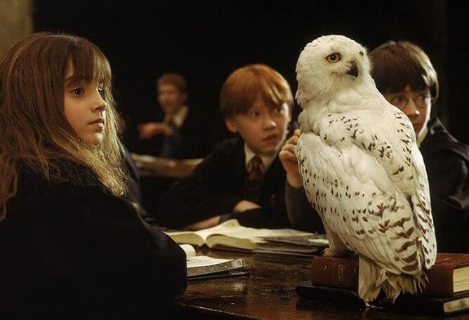 Harry Potter Hedvikla