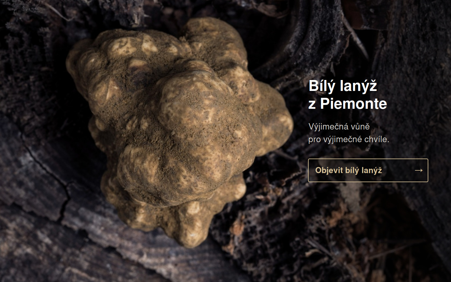 Bílý piemontský lanýž na černém podkladu