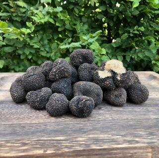 Sezóna černých letních lanýžů už se blíží ke konci. Napište nám do komentáře jaké mate raději, zda černé letní nebo...