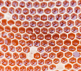 Proč nesmí med chybět v žádné domácnosti?