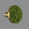 Chameleon Disk moss green