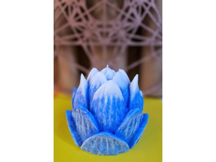 Lotosový květ modro bílý