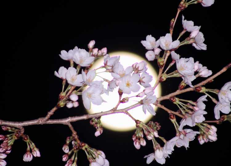 Květinový úplněk 2022 je tady, bude ve znamení Štíra