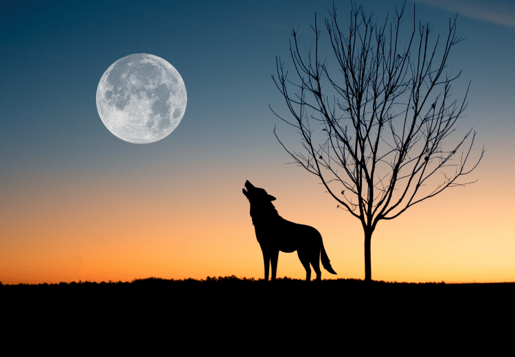 Lednový úplněk 2025 ve znamení Raka: Magické setkání s Marsem přináší sílu pro nové začátky