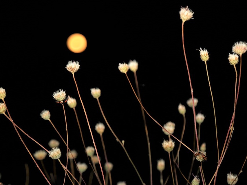Během říjnového úplňku budeme volně dýchat a připravovat tělo na přicházející zimu