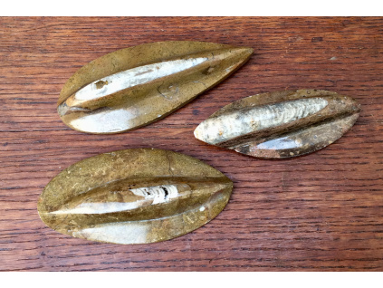 orthoceras