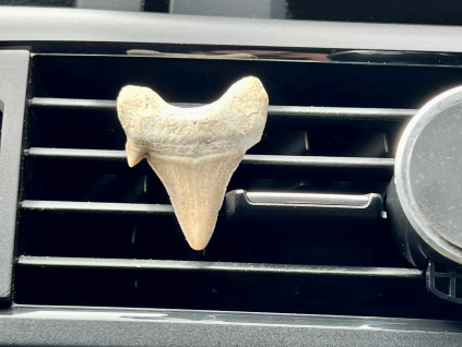 fosilní zub žraloka jako dekorace do auta, dekorace do auta z fosilního žraločího zubu