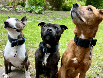 33867 3 privesek z mineralu privesek pro zvirata pro psy znameni kozoroh