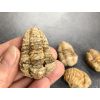 28392 1 trilobit