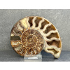 33879 amonit xl dekorace z amonitu hadi kamen saligram