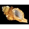 9726 1 cymalium pyrum