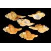 9726 3 cymalium pyrum